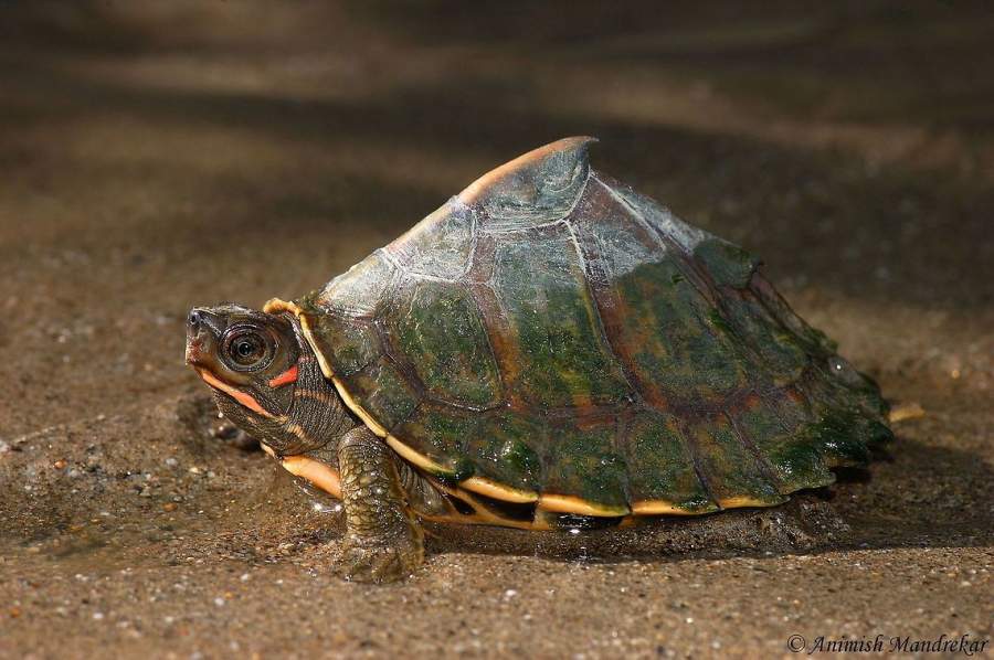 7 Rare Breed of Turtle and Tortoise