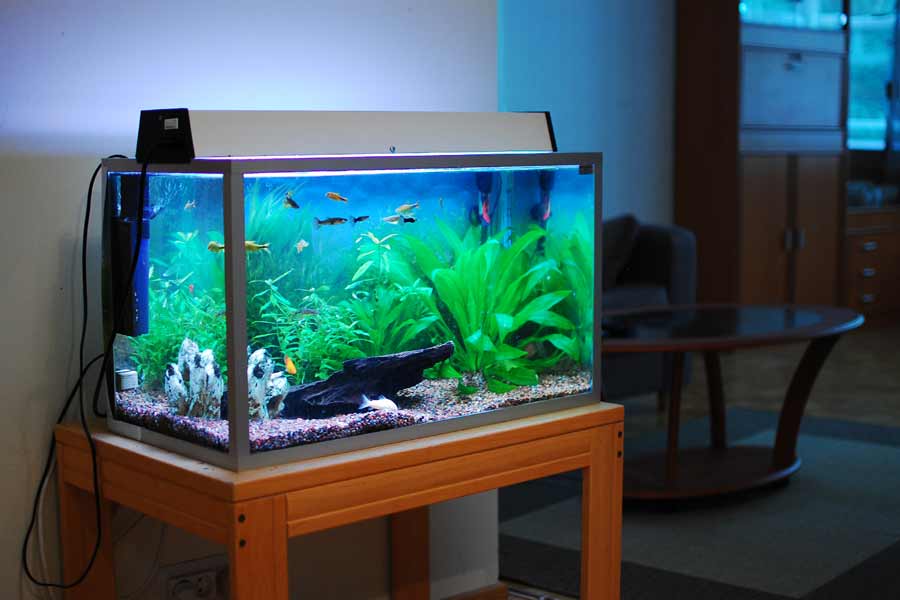 Removes algae from aquarium