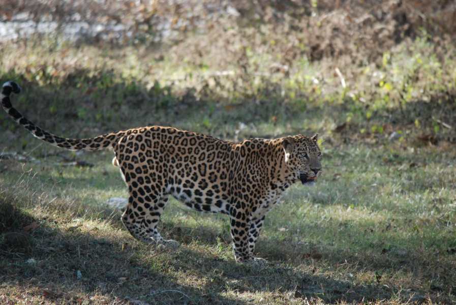 Nagarhole National Park