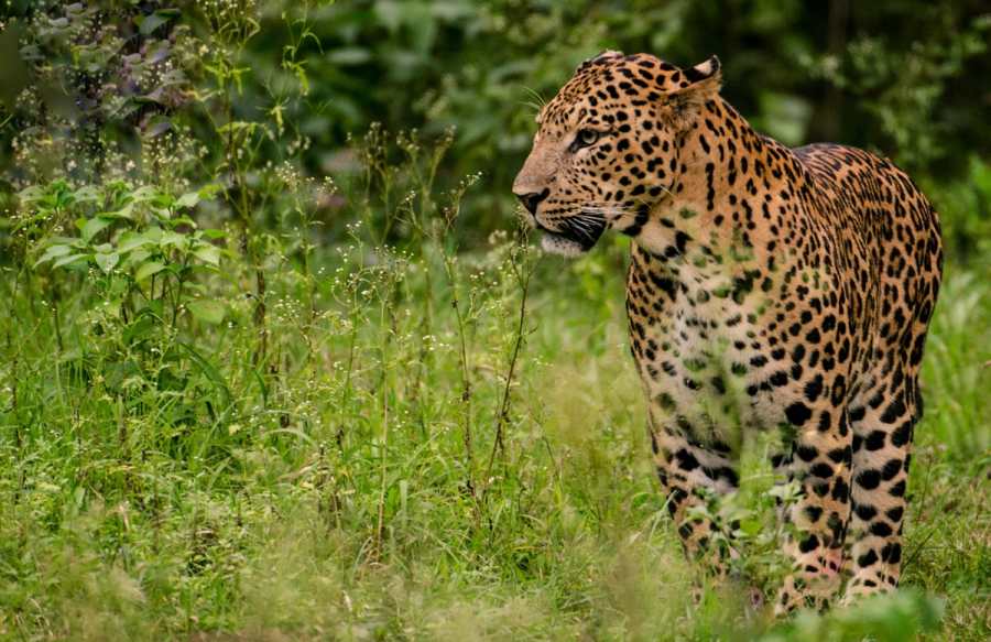 Nagarhole National Park