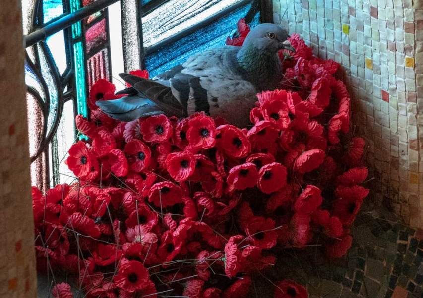 Pigeon steals Poppies