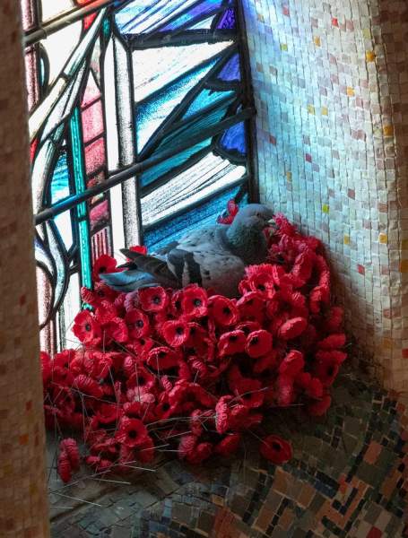 Pigeon Found Stealing Poppies