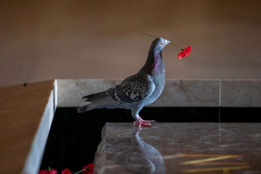 Pigeon Found Stealing Poppies