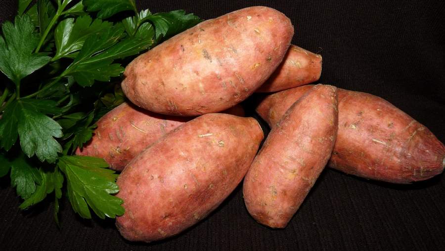 Water Content in sweet potato