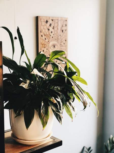 Peace Lily: Plants That Need Less care