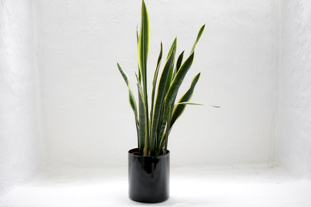 Snake plant: Plants That Need Less care