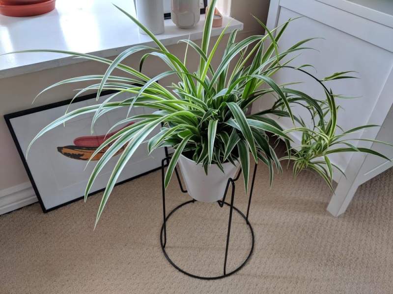 Spider plant