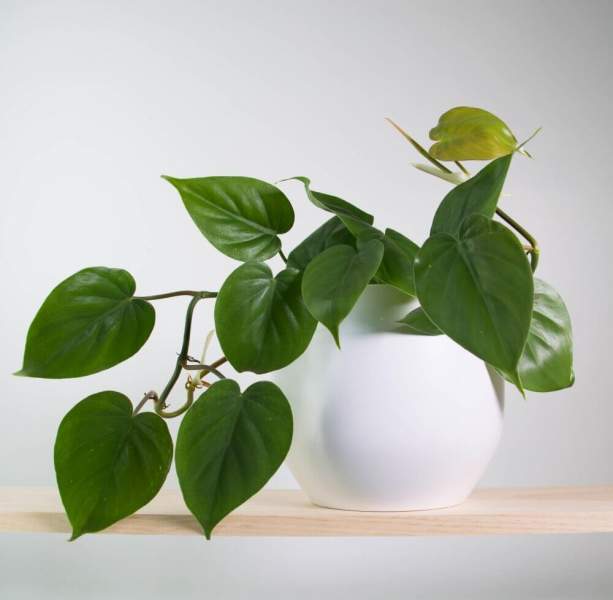 Heartleaf Philodendron: Plants That Need Less care