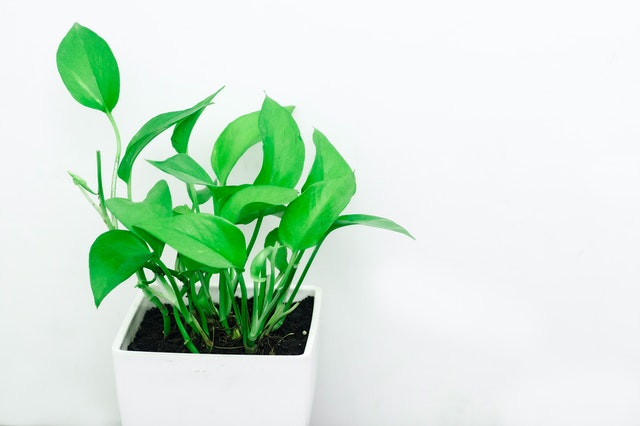 Pothos plant