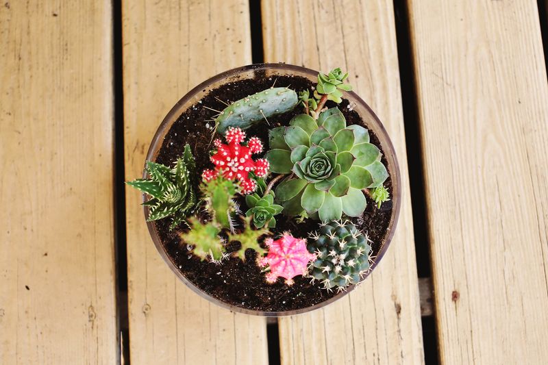 Cactus Combo Bonsai