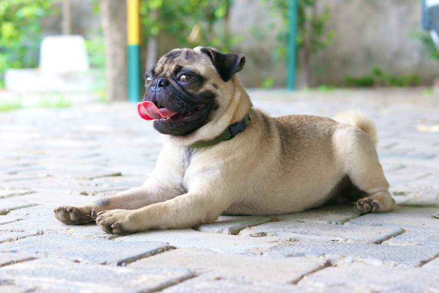 Pug