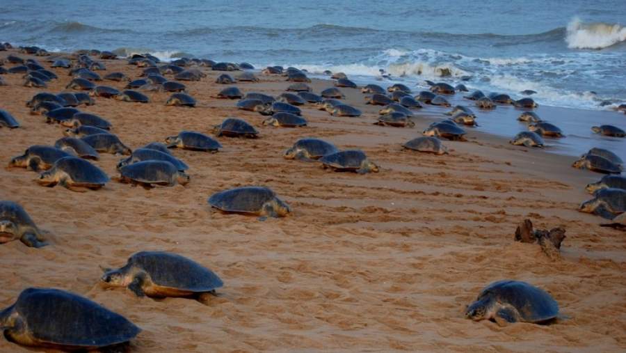 Gahirmatha Marine Sanctuary