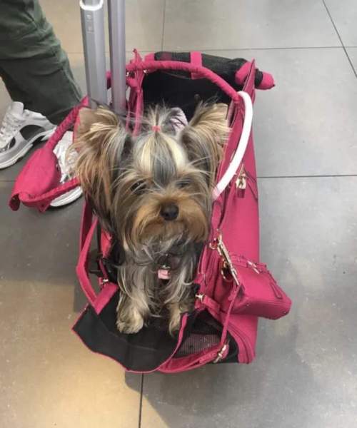 a Shih Tzu placed inside a pink purse-style designer pet carrier