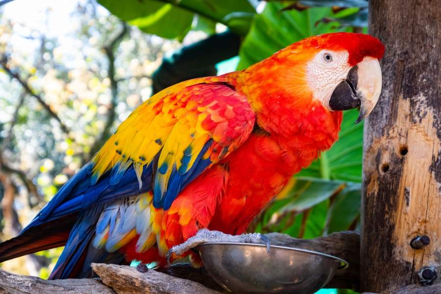 How Long Do Parrots Live Lifespan Factors And Everything
