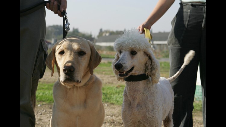 Labrador and Labradoodle Temperament