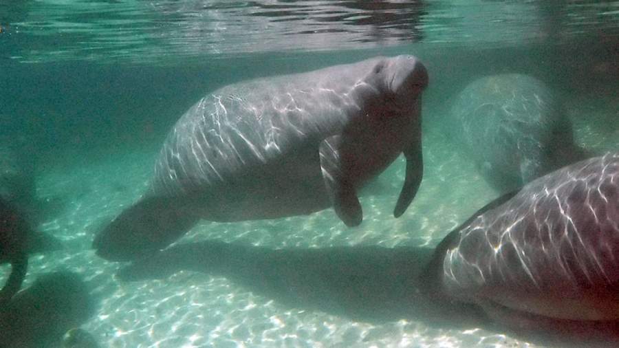 Manatee