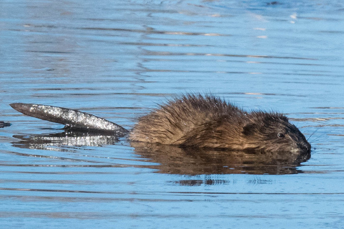 Muskrat