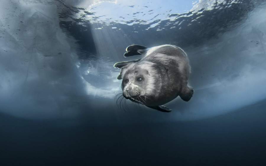 Baikal seals