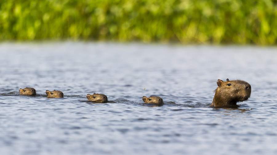 Capybara