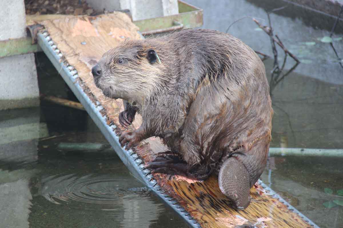 Beaver