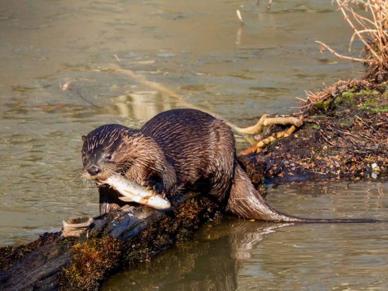 River Otter