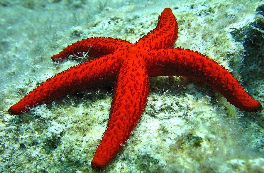 Types of Starfish