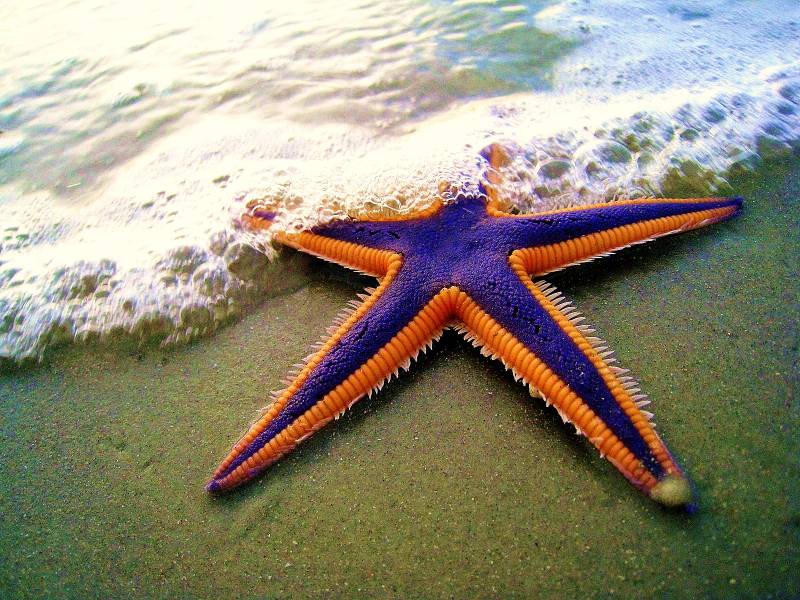 Do Starfish have Eyes