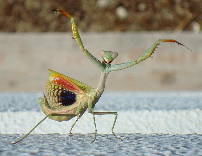 Do Praying Mantis Fly