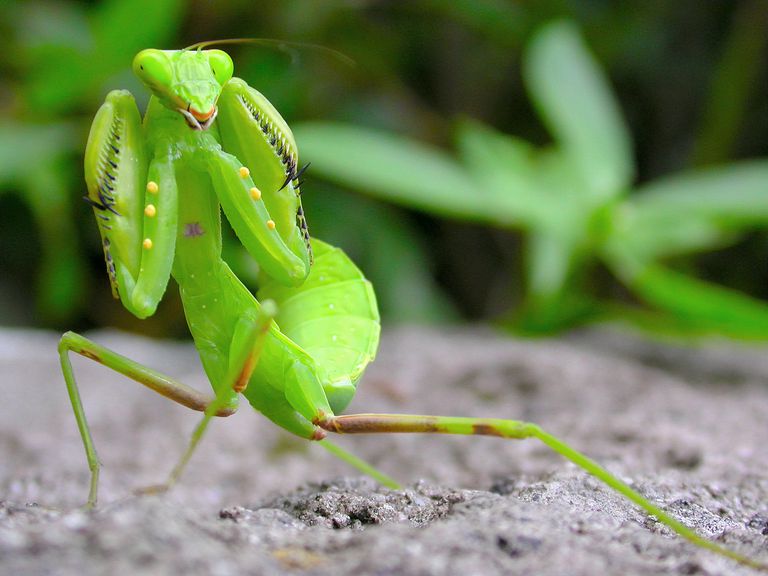 A Mantis Uses Front Legs To Capture The Victims