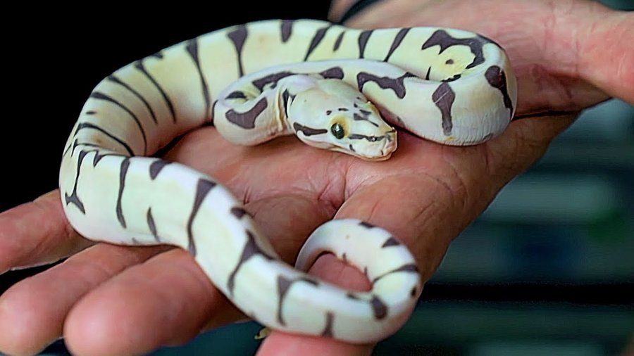 Ball Pythons