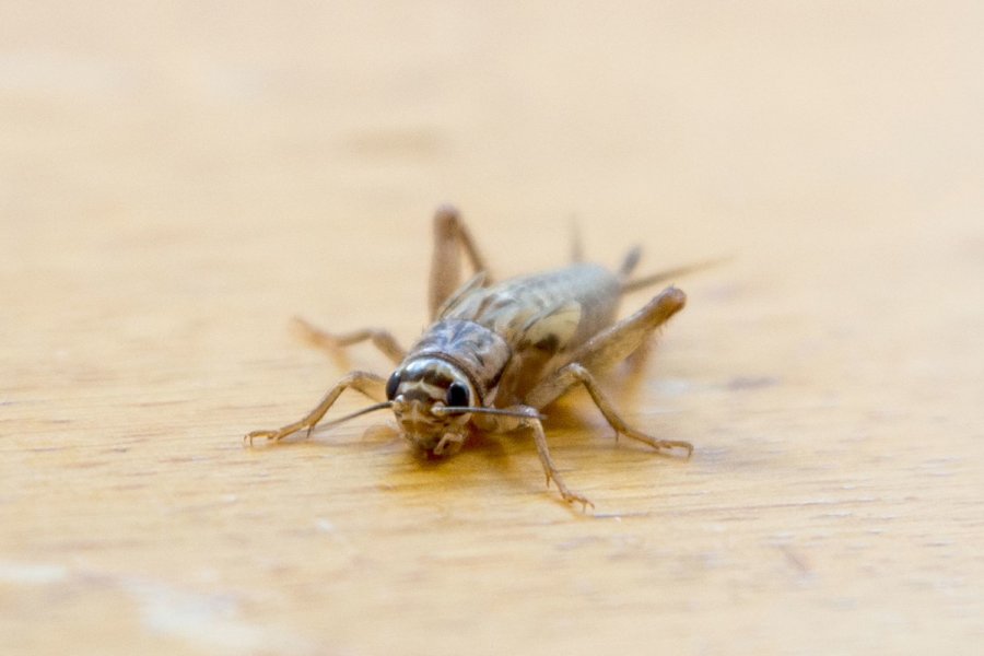 Cricket Fighting