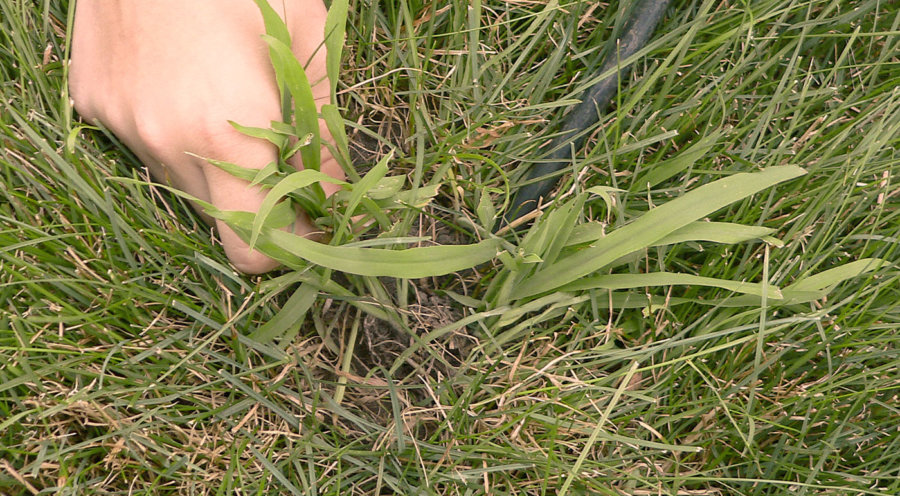 Crabgrass An Overview