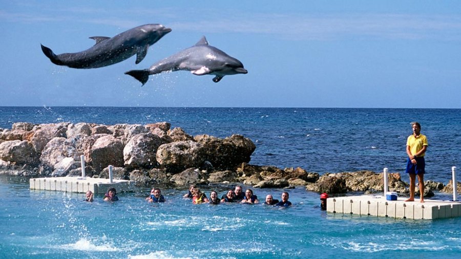 Dolphin Cove in Ocho Rios