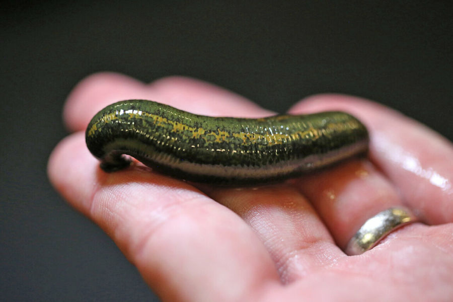 Leeches: Uncommon Species