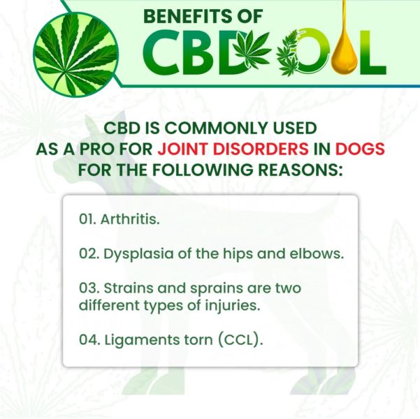 ENVEED CBD oil Benefits for Dog