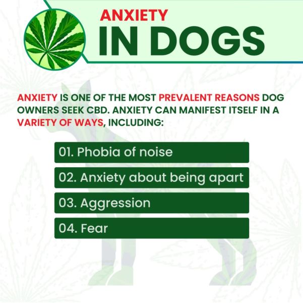 ENVEED CBD for reduce anxiety of dog