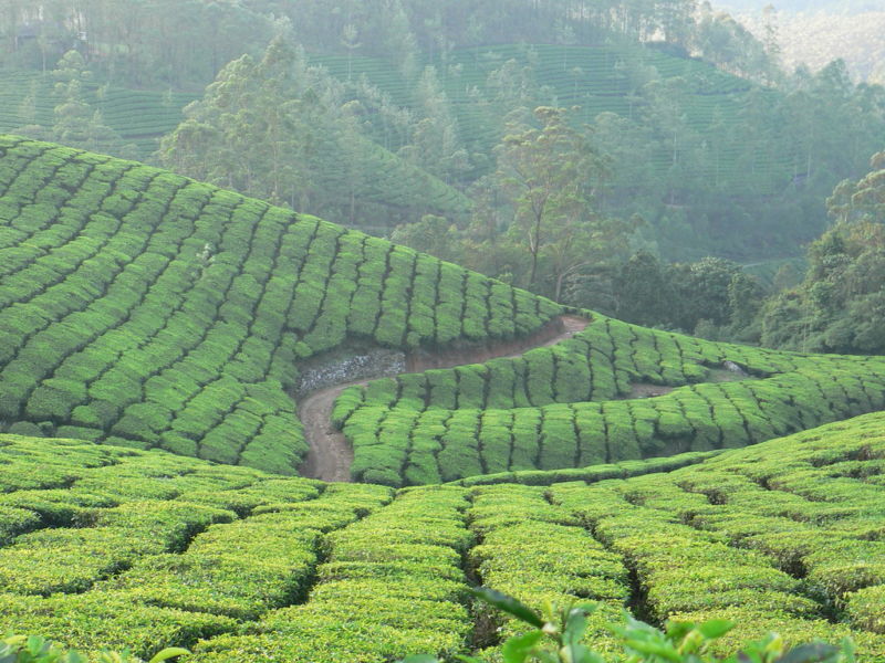 Kolukkumalai tea estate