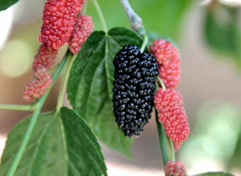 Mulberry Tree How to Grow and Care Guide, How to take care Mulberry