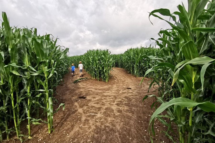 Visiting Corn Maze