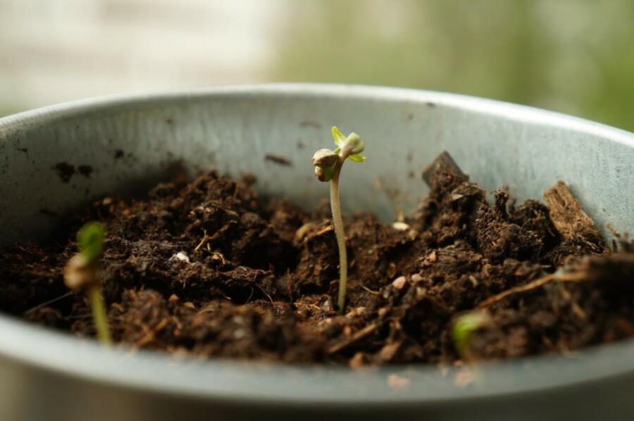 Seeds Germination Procedure