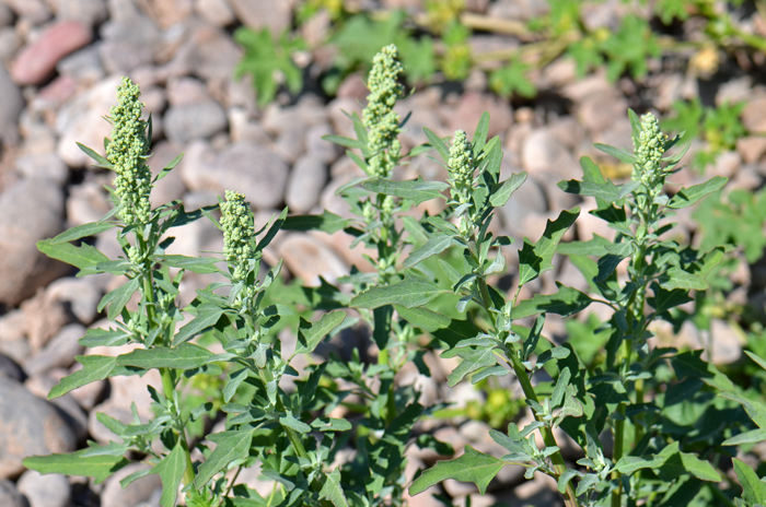 Lambsquarters