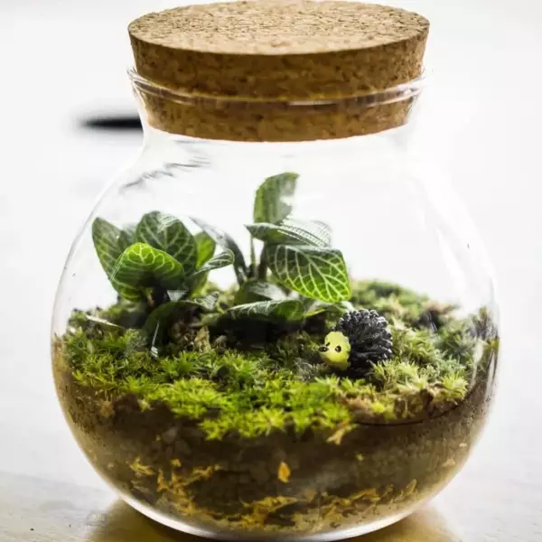 How to Maintain a Terrarium