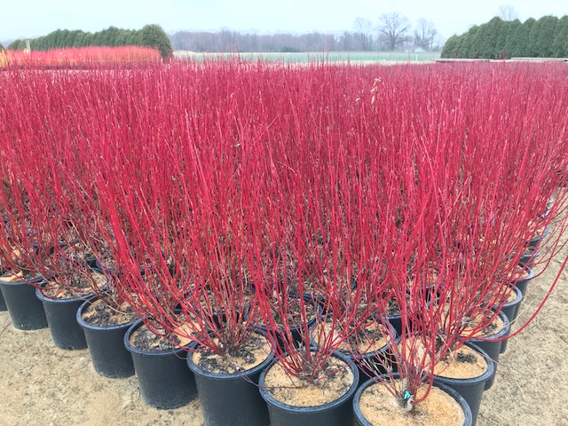 How to cultivate red twig dogwood plants