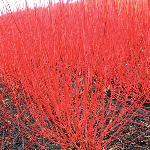 What is red twig dogwood?