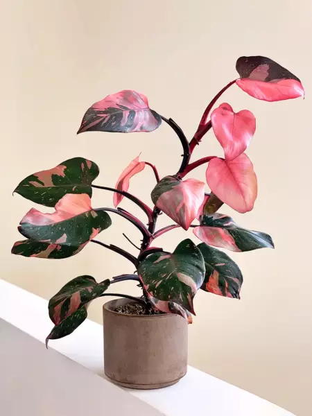 Describe Pink Princess Philodendron