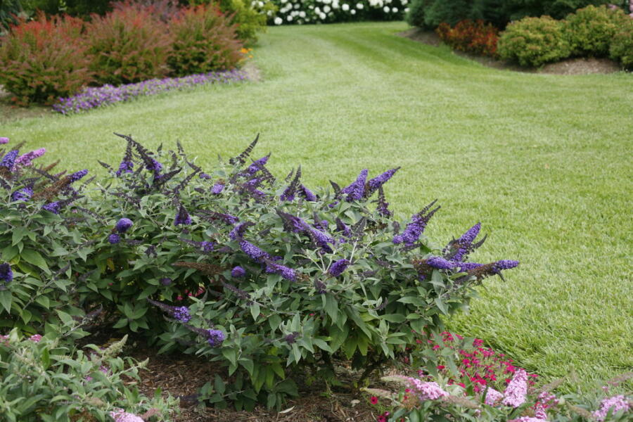 How to Grow Butterfly Bush? 