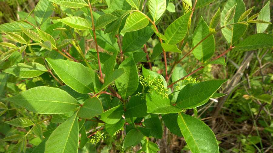 How to Avoid Poison Sumac Rash