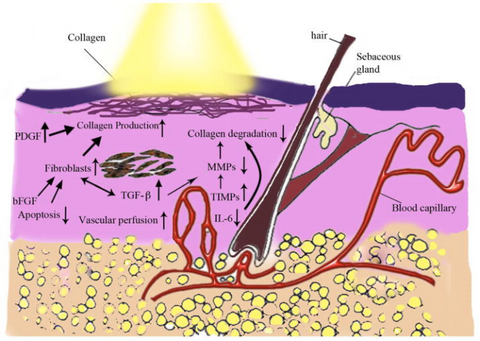 Red light helps with skin rejuvenation