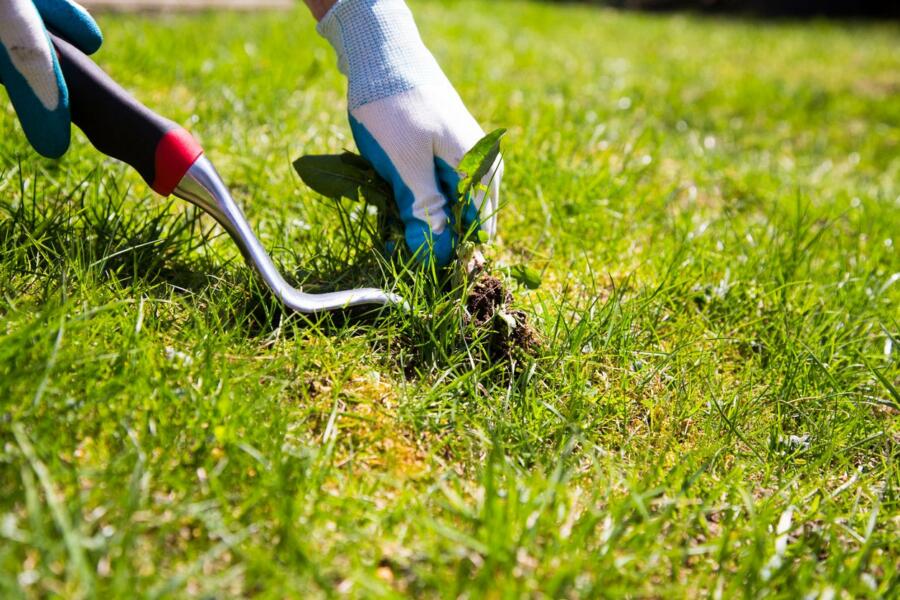 Remove weeds from the garden