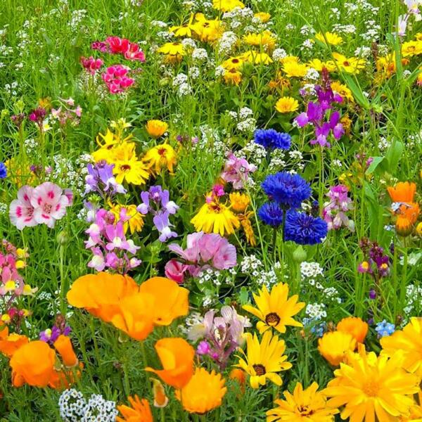 Why do wildflowers grow?